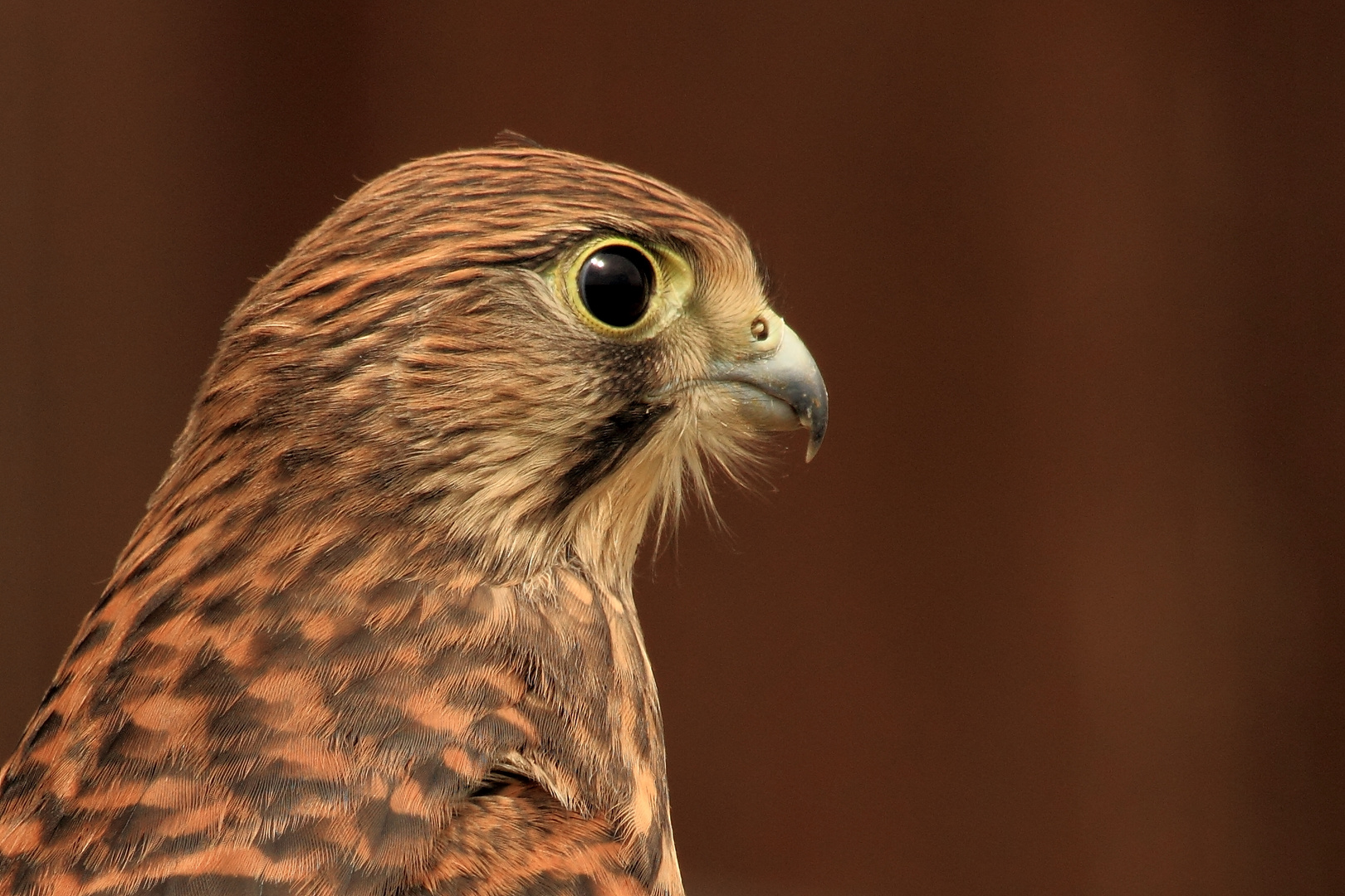 Junger Turmfalke im Profil