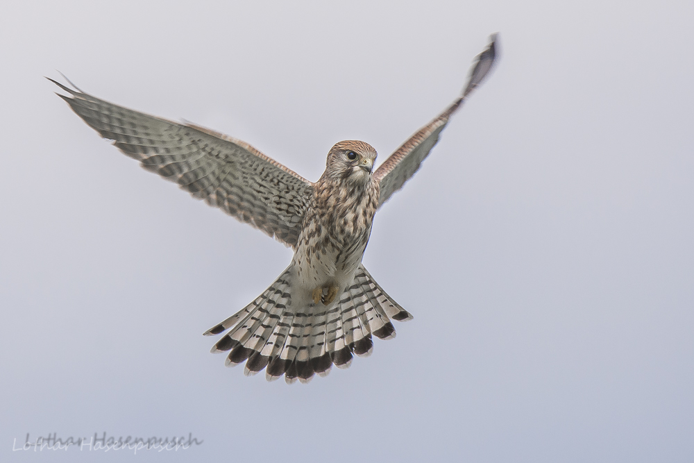 Junger Turmfalke im Rüttelflug