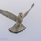 Junger Turmfalke im Rüttelflug