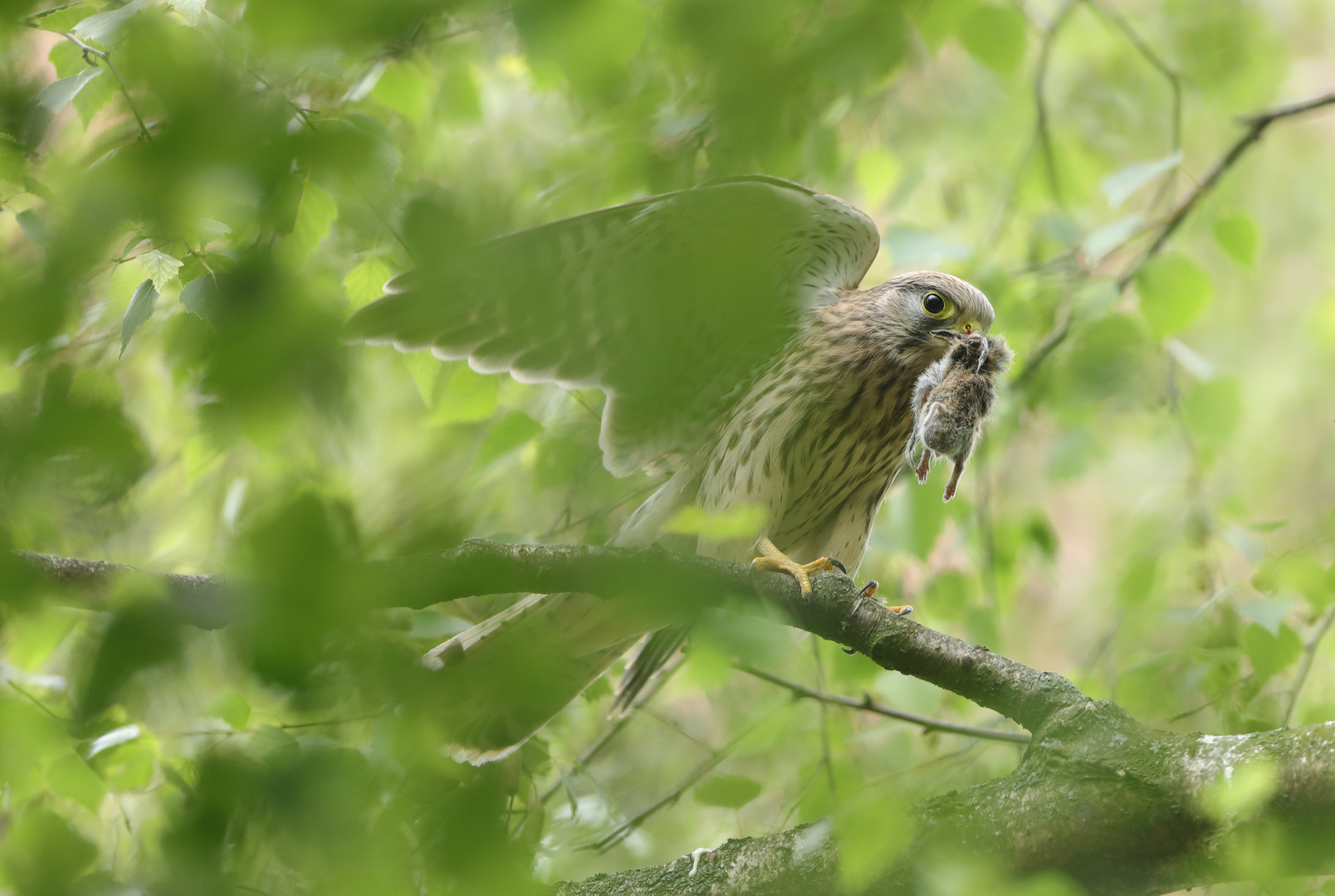 Junger Turmfalke im Versteck