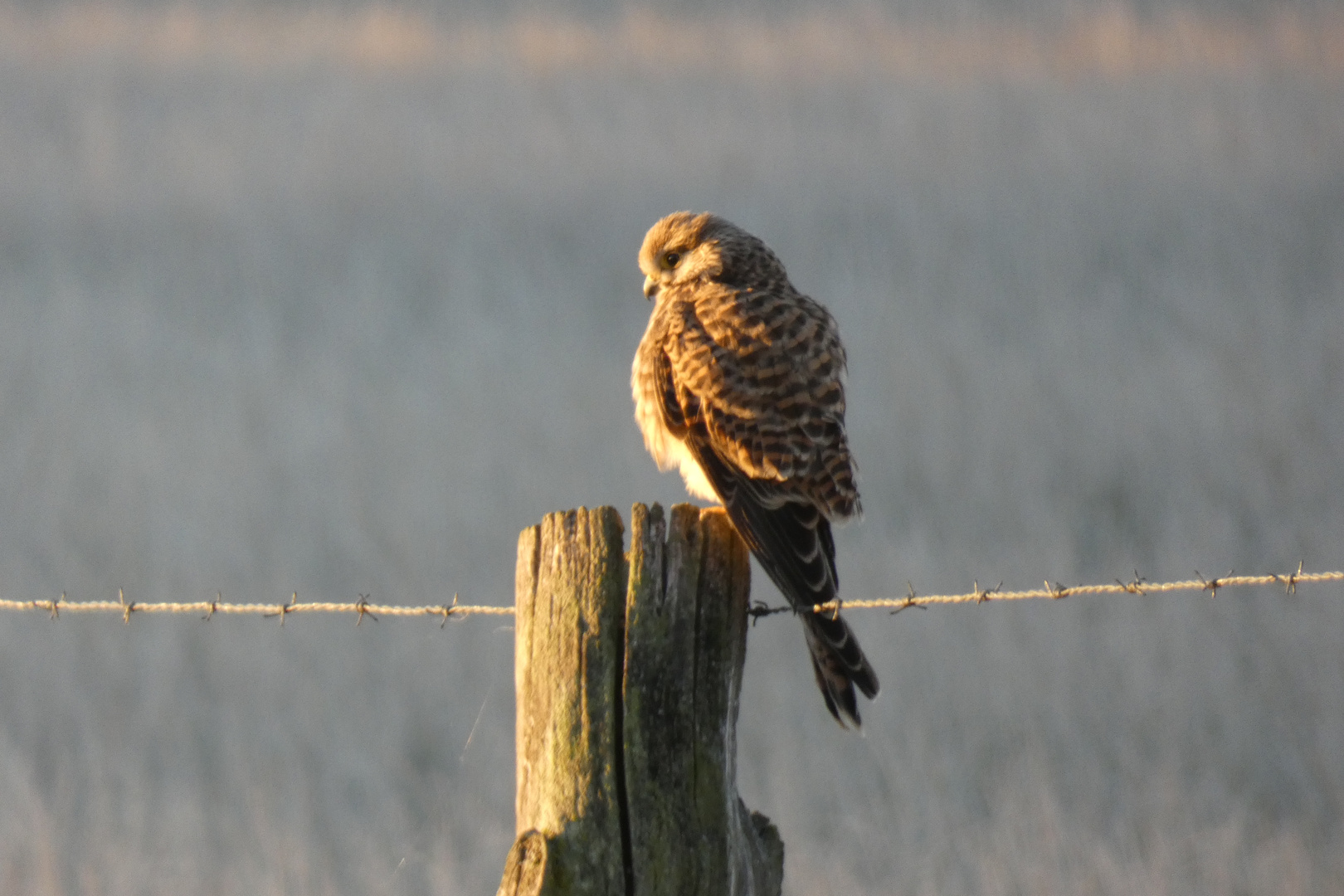 Junger Turmfalke in den Ahsewiesen bei Lippborg