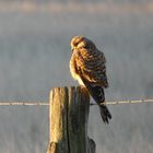 Junger Turmfalke in den Ahsewiesen bei Lippborg