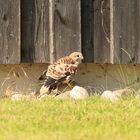 junger Turmfalke ist aus dem Brutkasten gefallen.......