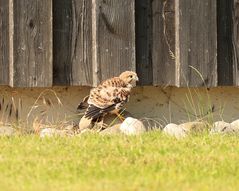 junger Turmfalke ist aus dem Brutkasten gefallen.......