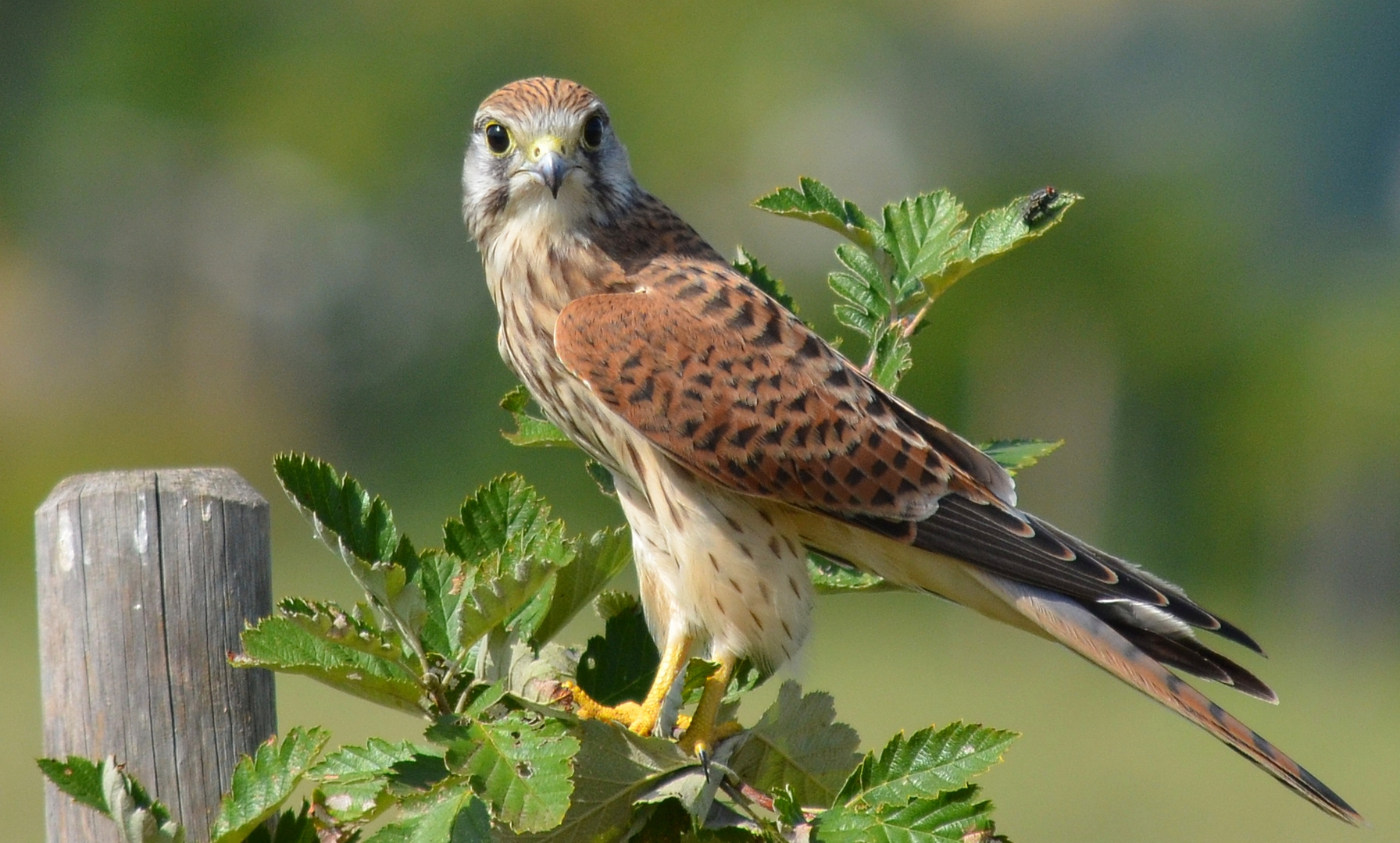 Junger Turmfalke (mit Fliege ;-)