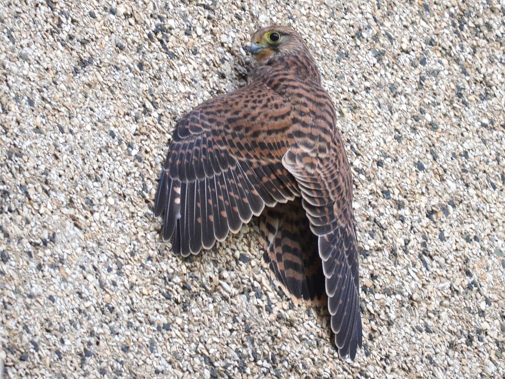 Junger Turmfalke nach erstem Flugversuch