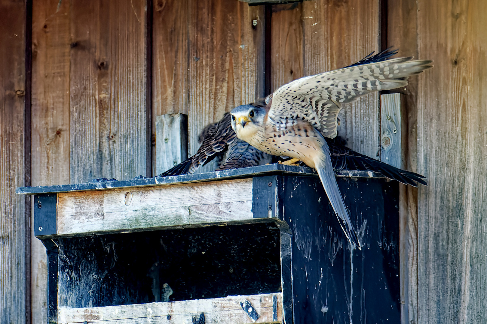 Junger Turmfalke schützt sofort die gebrachte Beute