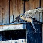 Junger Turmfalke schützt sofort die gebrachte Beute