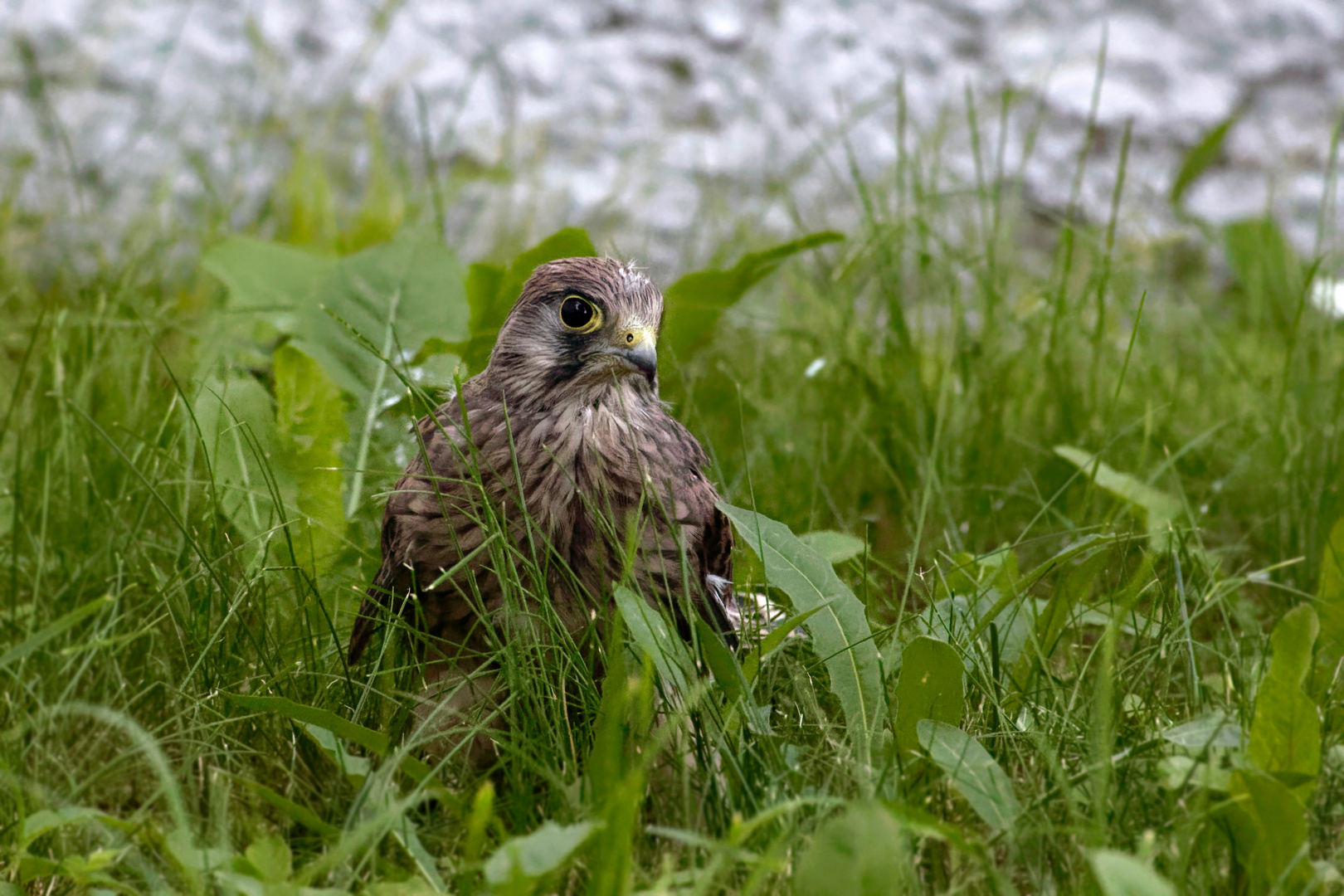 Junger Turmfalke...gerade ausgeflogen...