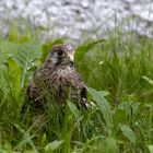 Junger Turmfalke...gerade ausgeflogen...