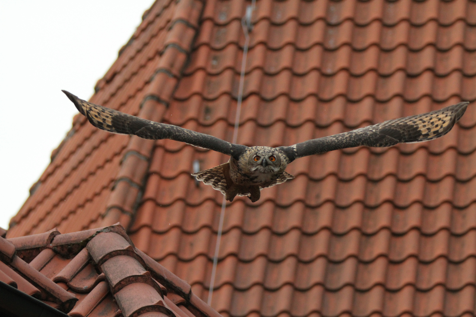 Junger Uhu beim Anflug auf eine Taube