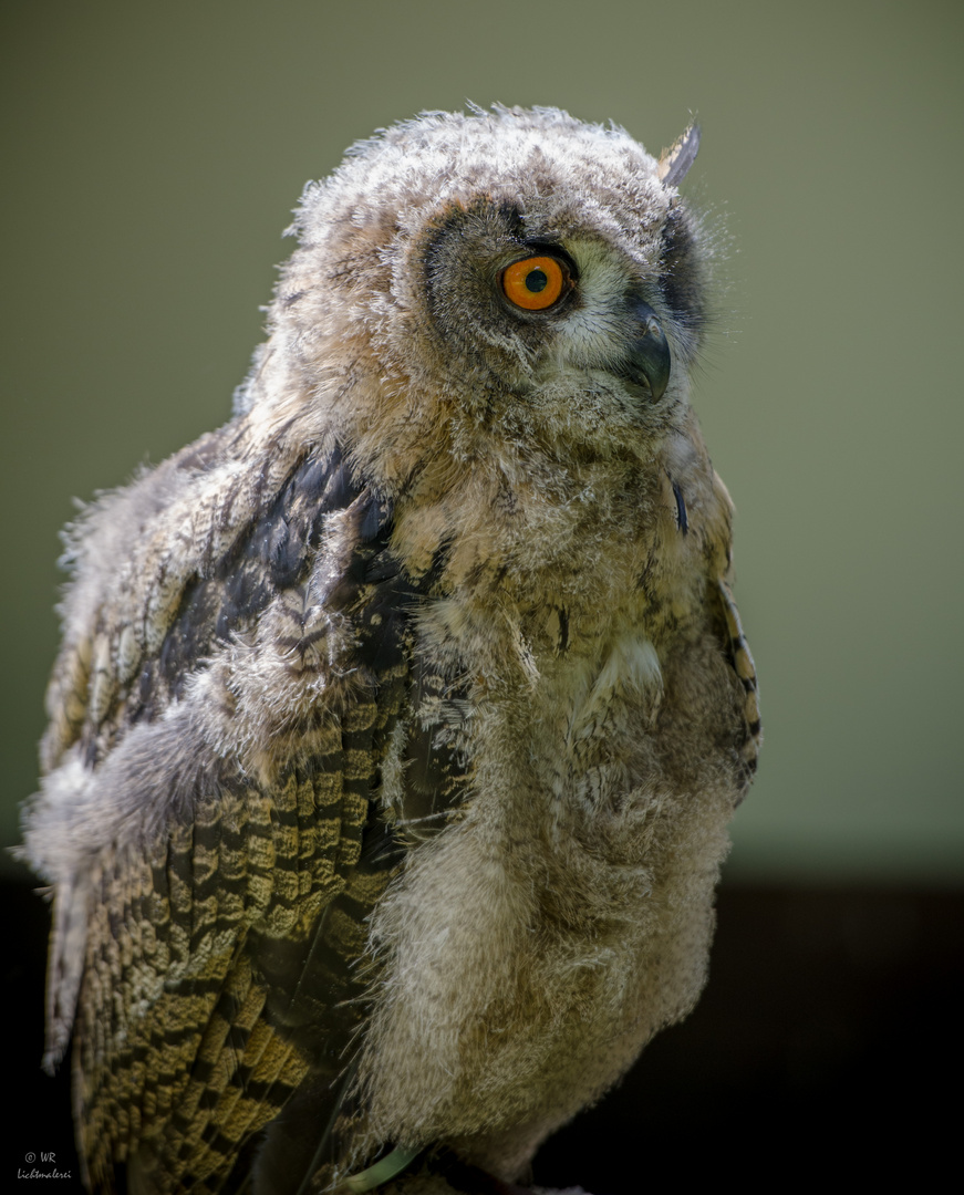 Junger Uhu (Bubo bubo)