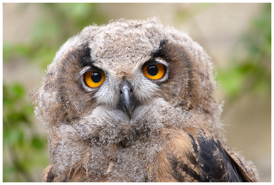 Junger Uhu (Bubo bubo)