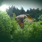 Junger Uhu - Flugübungen im Wildpark