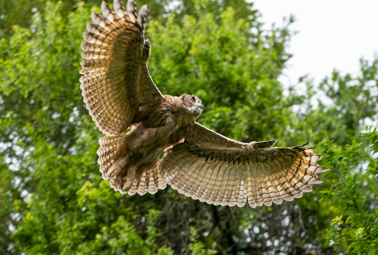 Junger Uhu im Flug