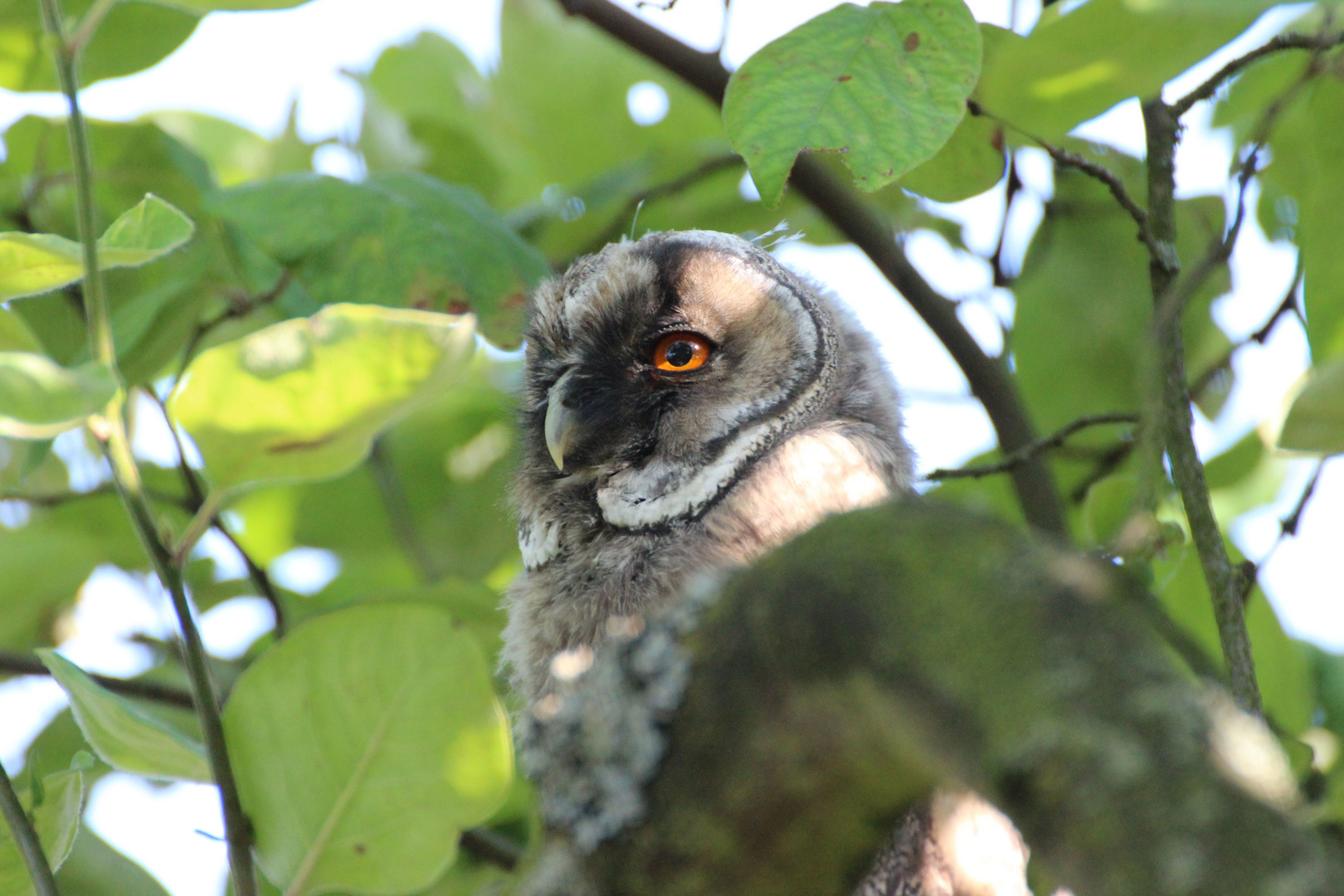 junger Uhu im Obstbaum