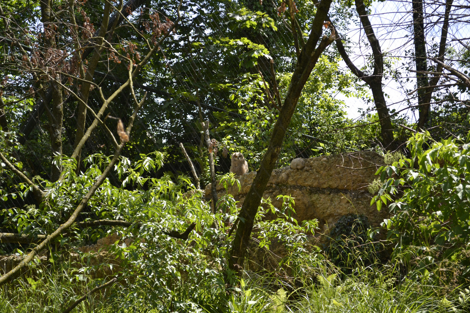 Junger Uhu im Tierpark Lange Erlen