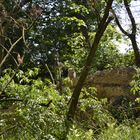 Junger Uhu im Tierpark Lange Erlen