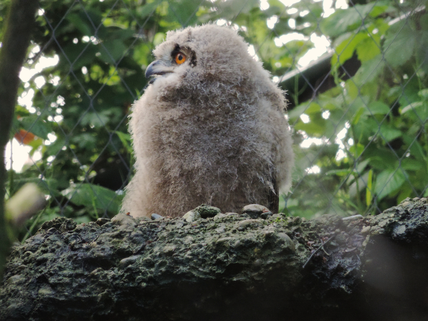 Junger Uhu im Tierpark Lange Erlen