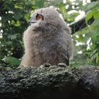 Junger Uhu im Tierpark Lange Erlen