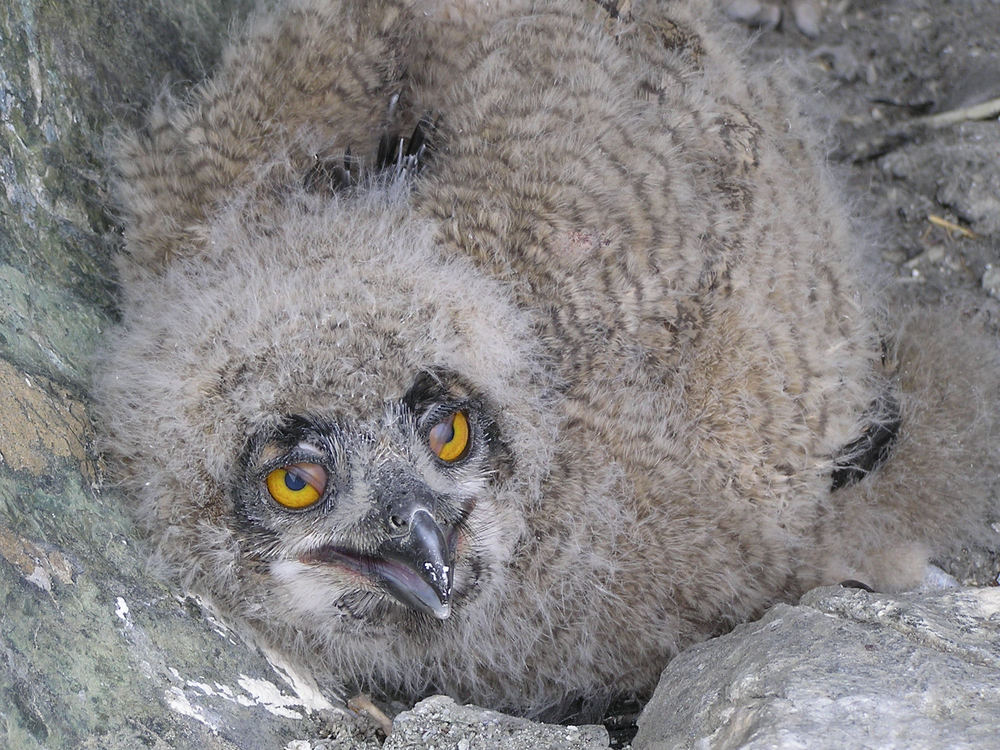 Junger Uhu in Felsnische