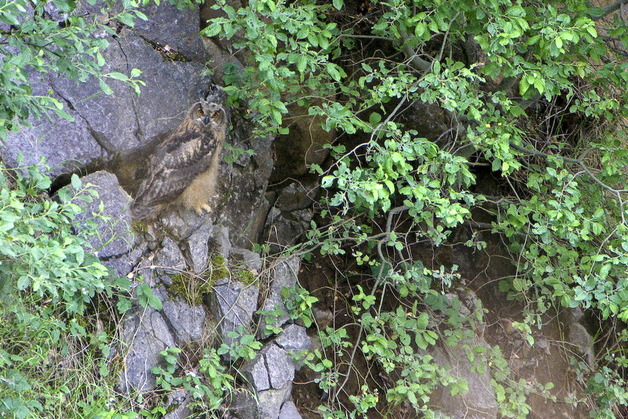 Junger Uhu in Steinbruch-Felswand