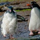 Junger und älterer Rockhopper