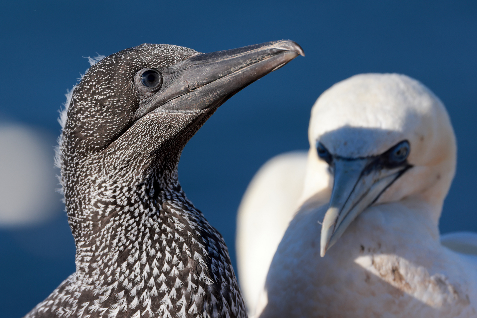 Junger und alter Basstölpel auf Helgoland