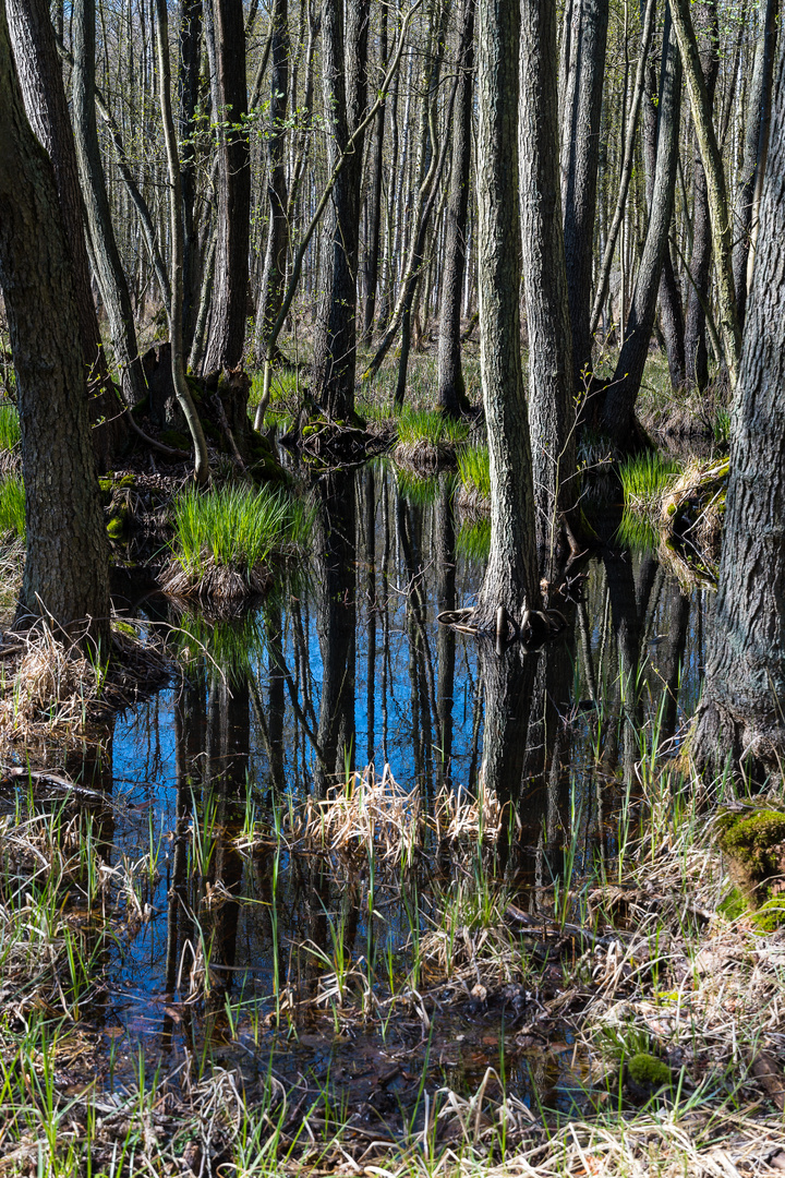 Junger Urwald