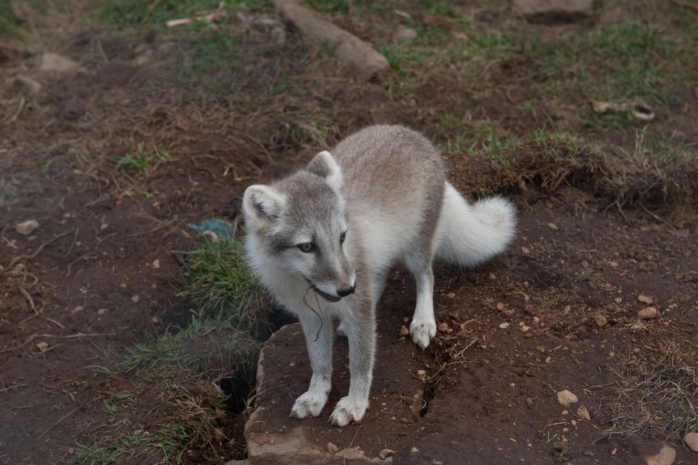 Junger verspielter Polarfuchs