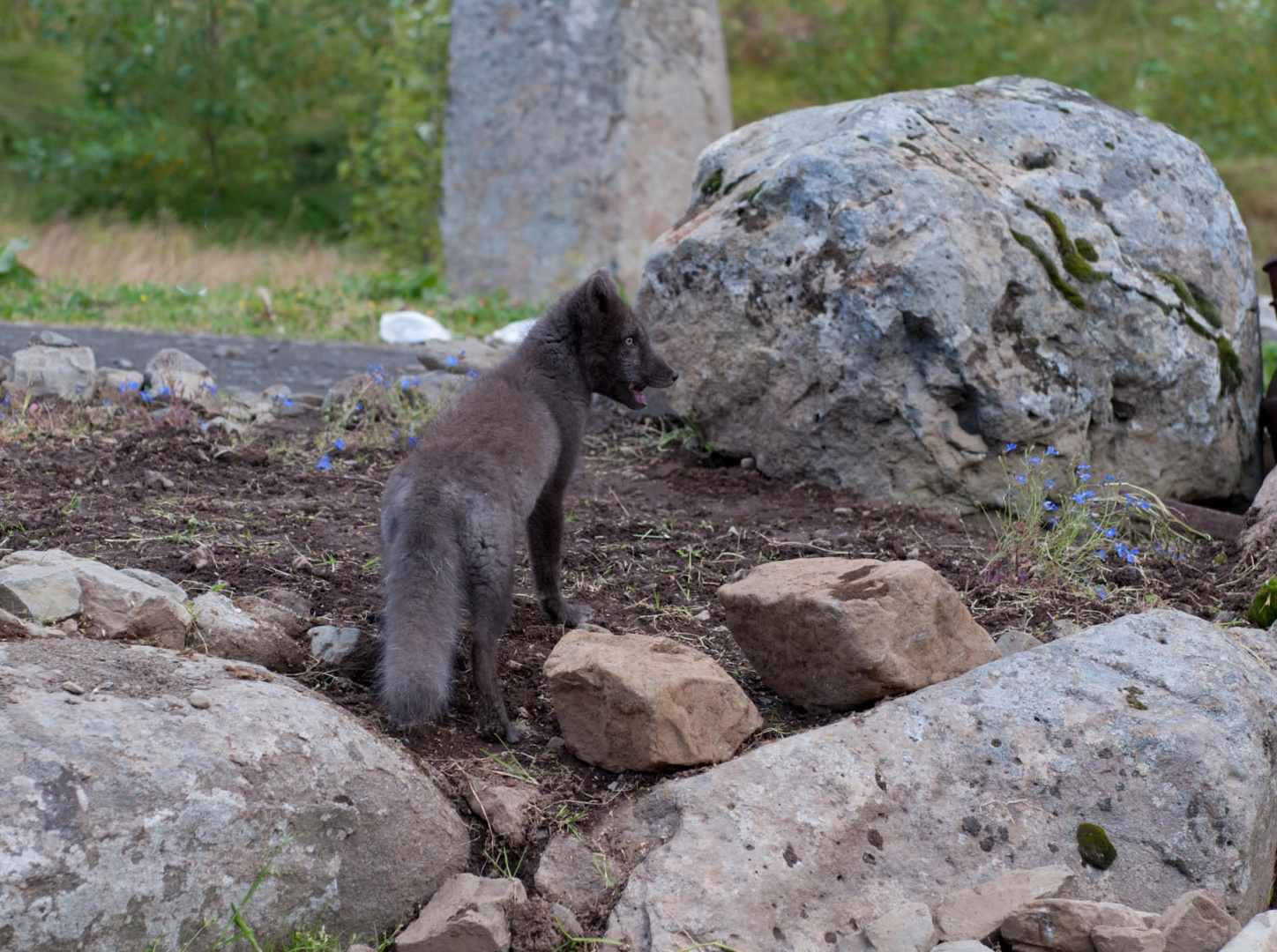 Junger verspielter Polarfuchs