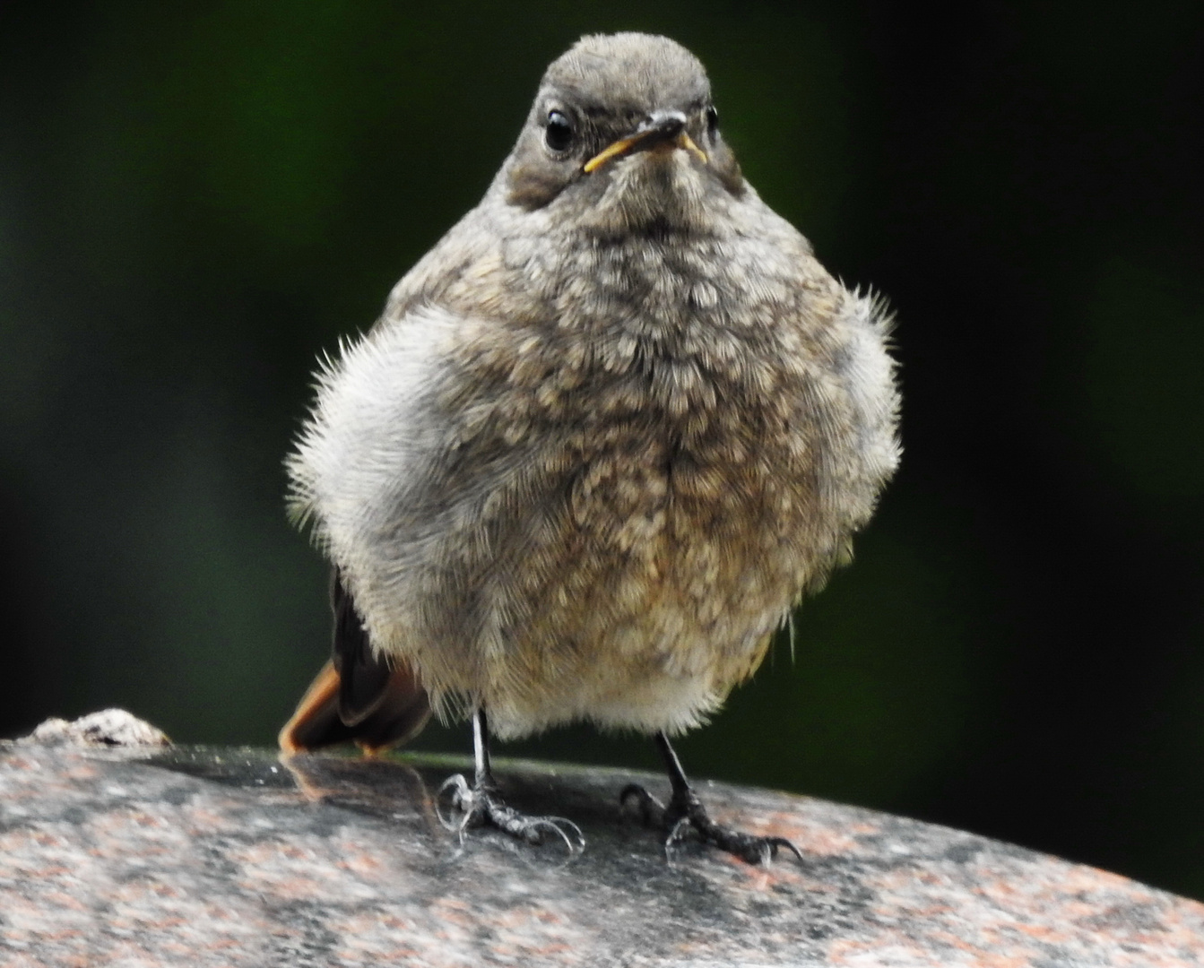 Junger Vogel ...