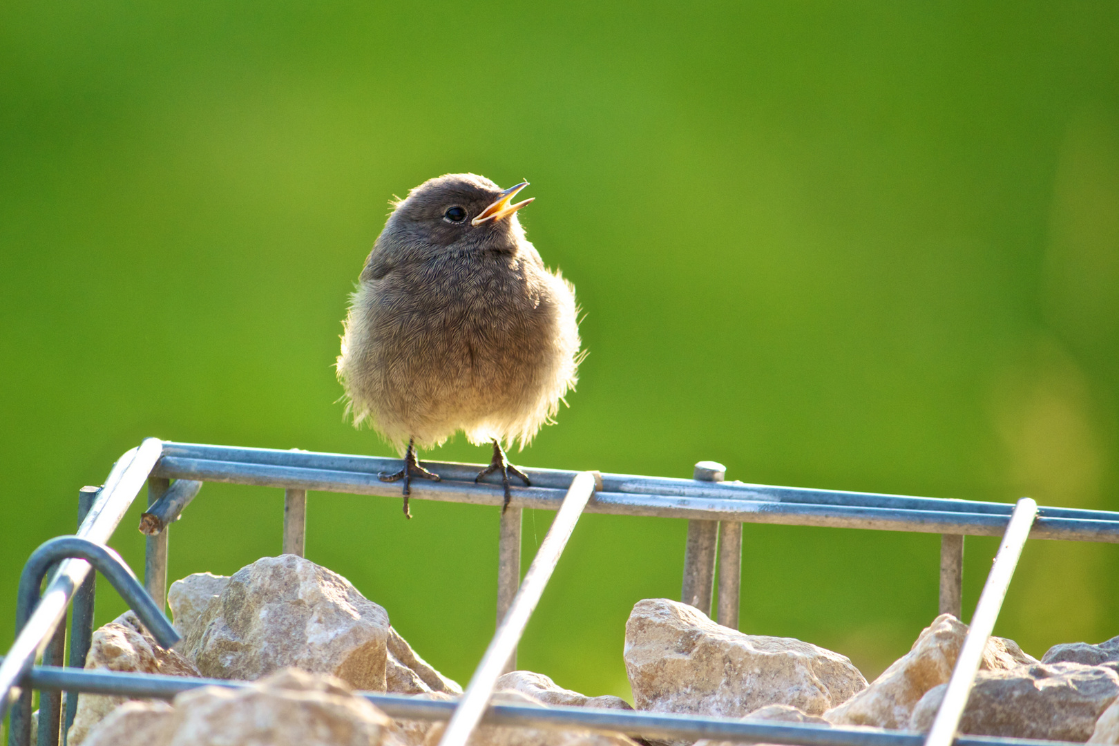 Junger Vogel an der Terrasse