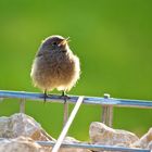 Junger Vogel an der Terrasse