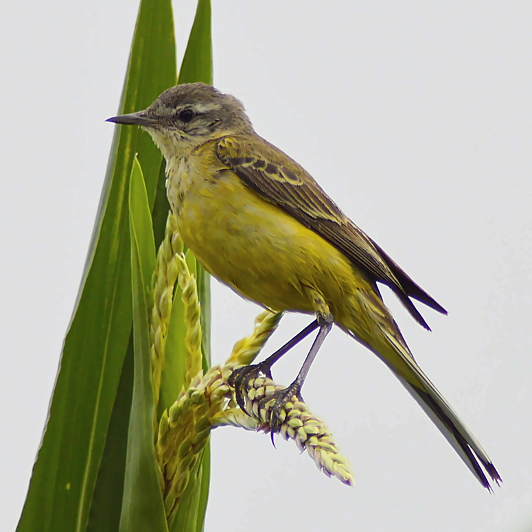 Junger Vogel auf Maisblatt 