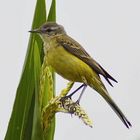 Junger Vogel auf Maisblatt 