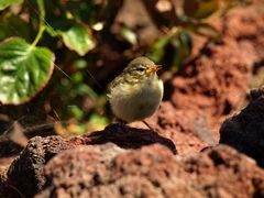 Junger Vogel