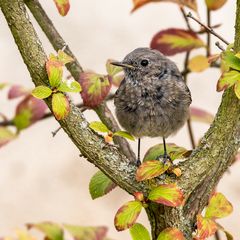 Junger Vogel II