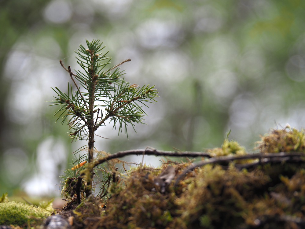 Junger Wald