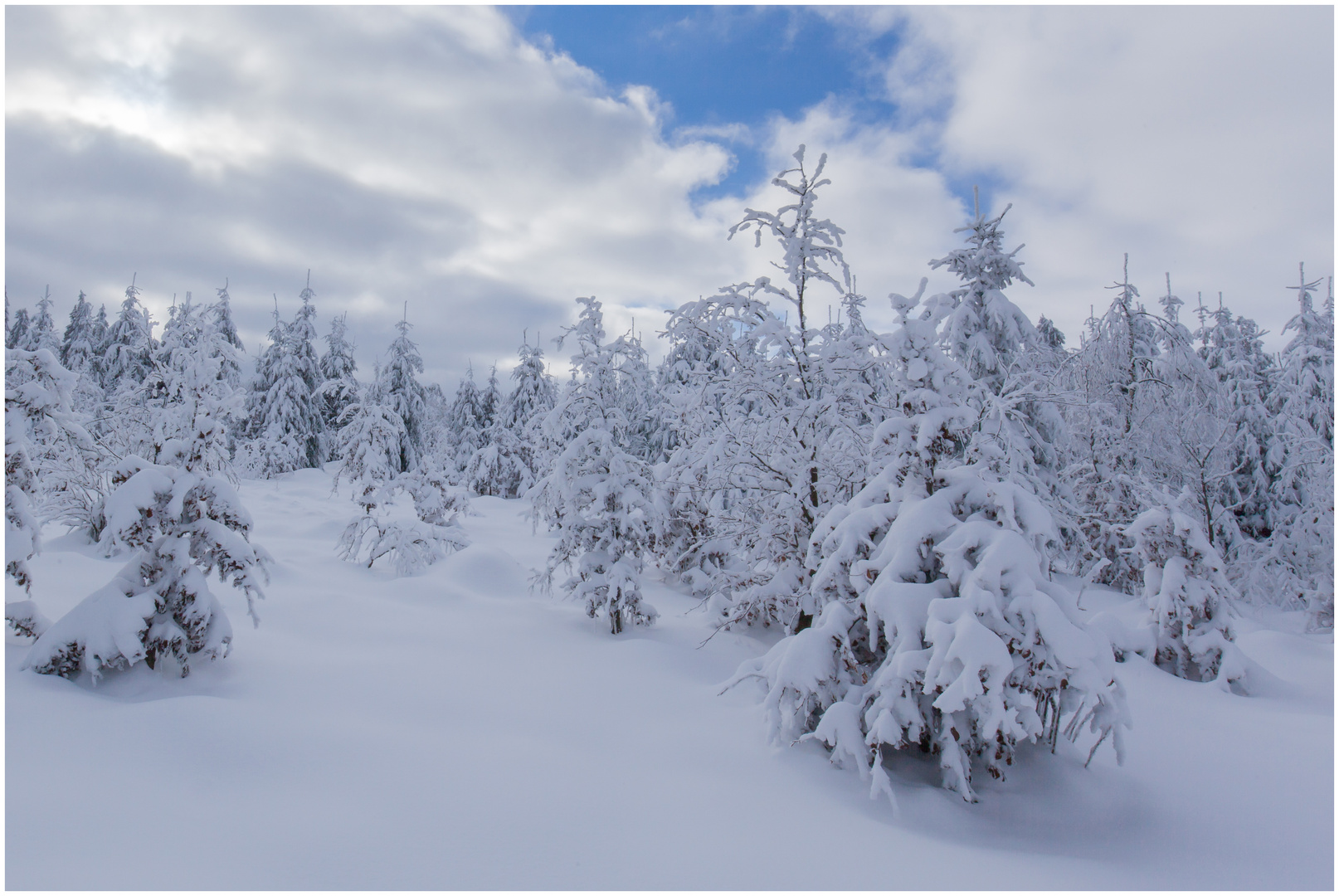 Junger Wald