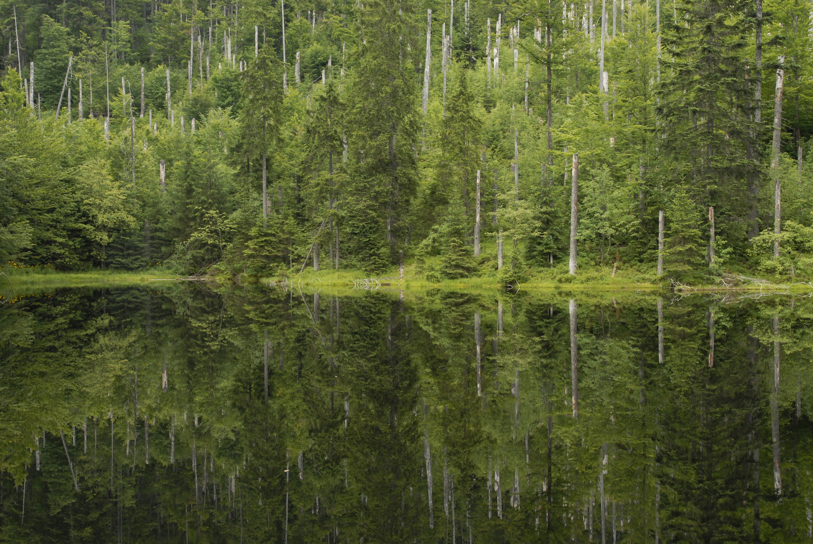 Junger Wald im Käferwald