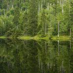 Junger Wald im Käferwald