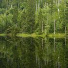 Junger Wald im Käferwald