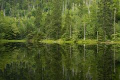 Junger Wald im Käferwald