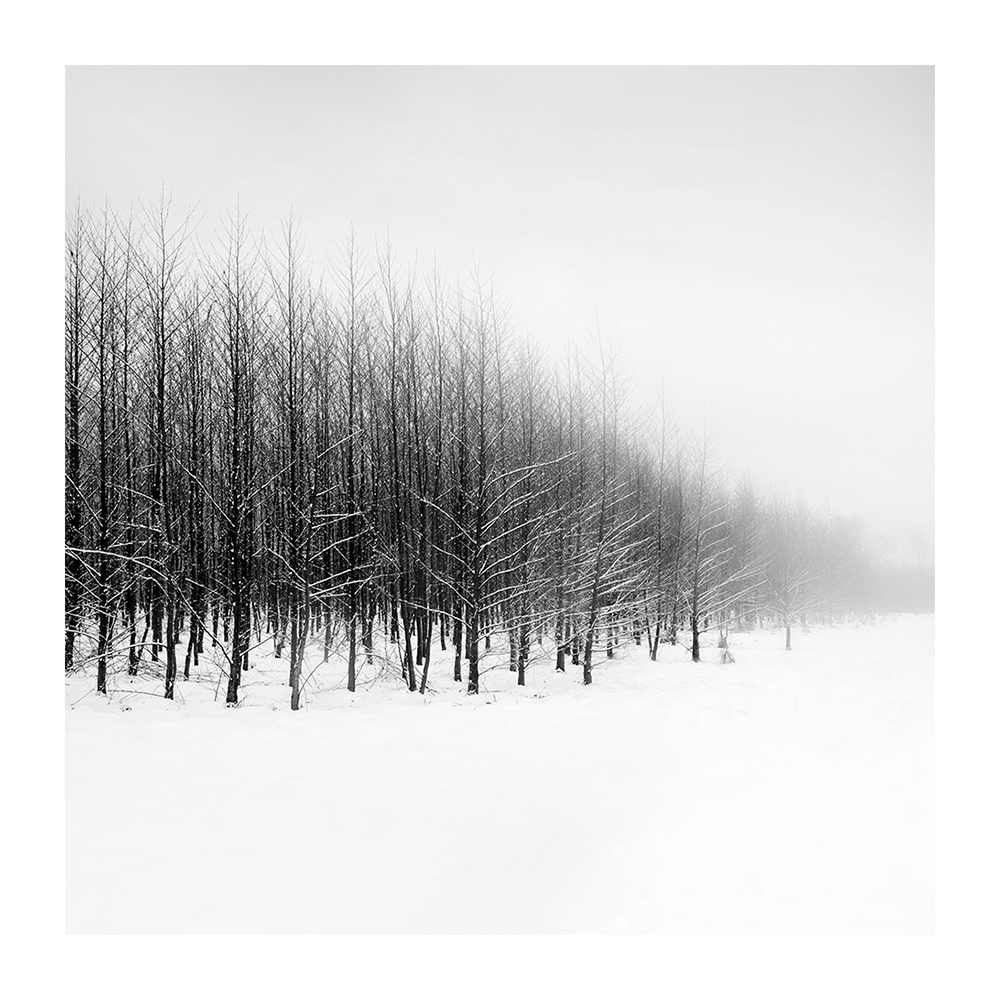 Junger Wald im Nebel, #1