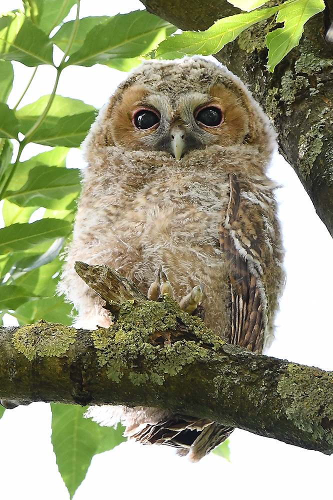  Junger Waldkauz 