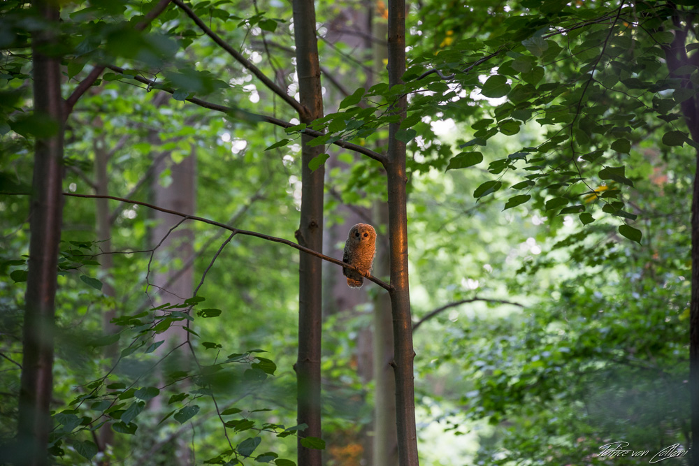 Junger Waldkauz im Baum