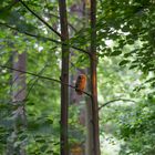 Junger Waldkauz im Baum