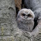 Junger Waldkauz kurz vor dem Ausflug aus der Höhle