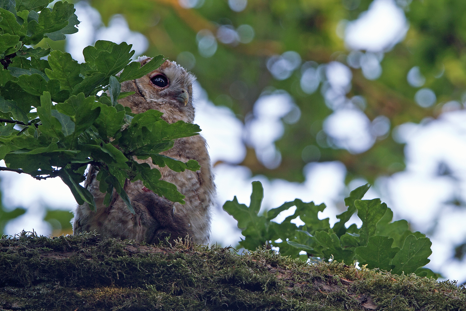 Junger Waldkauz mit Ratte zum Frühstück